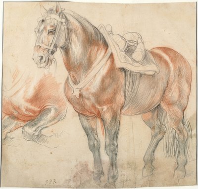 Osiodłany koń. około 1615-18 autorstwa Peter Paul Rubens
