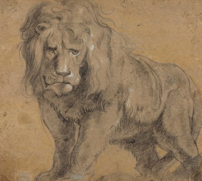 Lew, ok. 1612-13 (czarna kreda na papierze) autorstwa Peter Paul Rubens