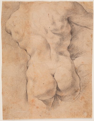 Męski tors widziany od tyłu autorstwa Peter Paul Rubens