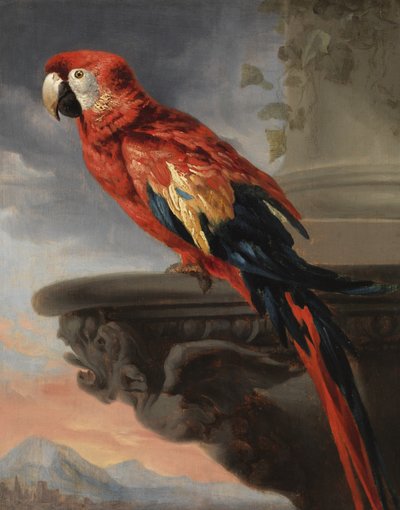 Papuga, ok.1630-40 autorstwa Peter Paul Rubens