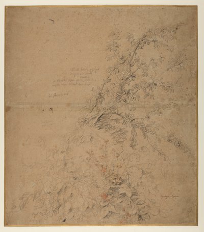 Studium tarniny z jeżynami i innymi roślinami, ok. 1620 r autorstwa Peter Paul Rubens
