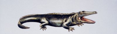 Cyclotosaurus sp, Mastodonsauridae, późny trias, dzieło Petera Rossa
(foto) autorstwa Peter Ross