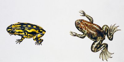 Triadobatrachus massinoti i Palaeobatrachus sp, dzieło Petera Rossa
(foto) autorstwa Peter Ross