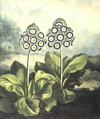 Pierwiosnek: Primula auricula, grawerowane przez Sutherlanda, ze „Świątyni Flory” Roberta Thorntona z 1807 r. autorstwa Philip (after) Reinagle