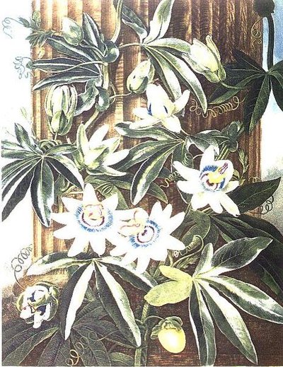 The Blue Passion Flower, grawerowany przez Caldwella, ze „Świątyni Flory” Roberta Thorntona, wyd. 1800 (kolorowy grawer) autorstwa Philip (after) Reinagle