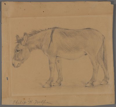 Osioł (grafit na papierze) autorstwa Philip H. Wolfrom