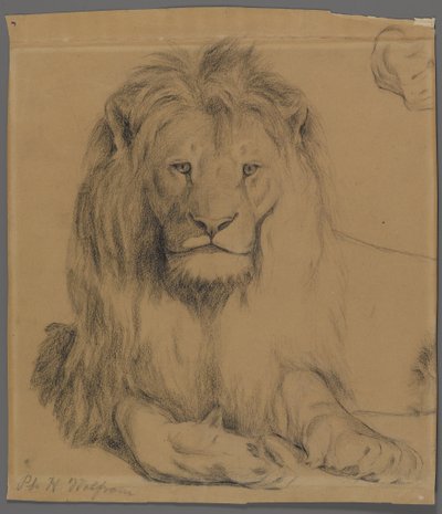 Lew (grafit na papierze) autorstwa Philip H. Wolfrom