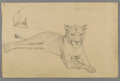 Siedząca lwica (grafit na papierze) autorstwa Philip H. Wolfrom