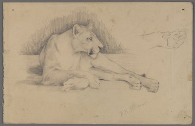 Siedząca lwica (grafit na papierze) autorstwa Philip H. Wolfrom