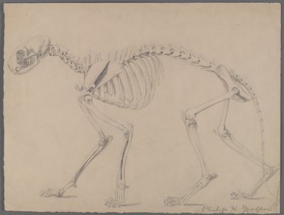Szkielet kota (grafit na papierze) autorstwa Philip H. Wolfrom