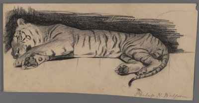 Śpiący tygrys (węgiel drzewny na papierze) autorstwa Philip H. Wolfrom