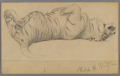 Śpiący tygrys (grafit na papierze) autorstwa Philip H. Wolfrom