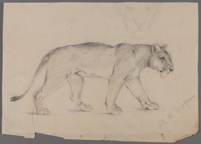 Idąca lwica (grafit na papierze) autorstwa Philip H. Wolfrom