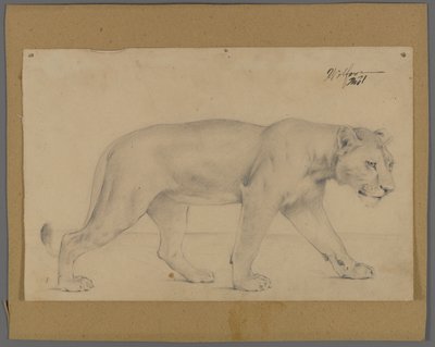 Przemierzająca lwica (grafit na papierze przymocowanym do tektury) autorstwa Philip H. Wolfrom