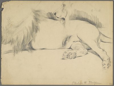 Studia lwa (grafit na papierze) autorstwa Philip H. Wolfrom