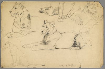 Studia lwicy (grafit i węgiel drzewny na papierze) autorstwa Philip H. Wolfrom