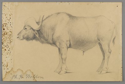 Bawół wodny (grafit na papierze) autorstwa Philip H. Wolfrom