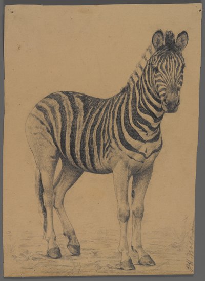 Zebra (grafit na papierze) autorstwa Philip H. Wolfrom