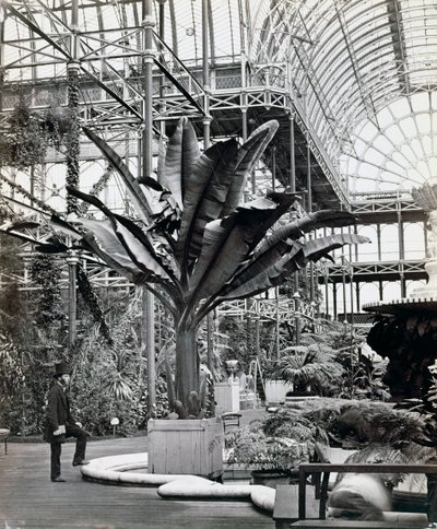 Rośliny tropikalne w Sali Egipskiej, Crystal Palace, Sydenham, Londyn, 1854 autorstwa Philip Henry Delamotte
