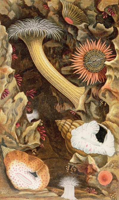 Snake Locked Anemones, płyta III z „Actinologia Britannica: A History of the British Sea Anemones and Corals”, 1860 (chromolitho) autorstwa Philip Henry Gosse