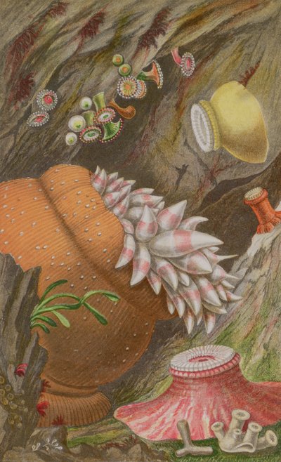 The Crimson Imperial, Yellow Imperial i Globehorn, płyta IX z Actinologia Britannica: A History of the British Sea Anemones and Corals, 1860 (chromolitho) autorstwa Philip Henry Gosse
