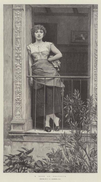 Róża Prowansji autorstwa Philip Hermogenes Calderon