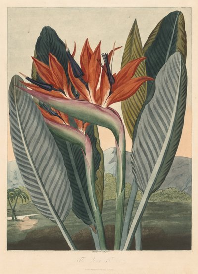 Świątynia Flory, czyli Ogród Natury: Kwiat Królowej, 1812 r. autorstwa Philip Reinagle
