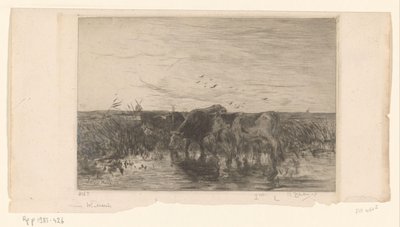 Krowy w pobliżu wody na łące Vaches au bord de l