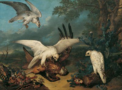 Kania ruda pokonana przez islandzkie sokoły autorstwa Philipp Ferdinand de Hamilton