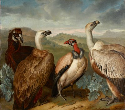 Cztery sępy różnych gatunków autorstwa Philipp Ferdinand de Hamilton