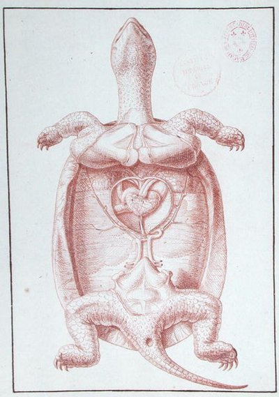 Żółw (pióro i atrament na papierze) autorstwa Philippe Simoneau