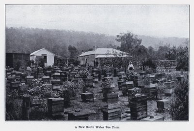 Farma pszczół w Nowej Południowej Walii (zdjęcie czarno-białe) autorstwa Photographer Australian