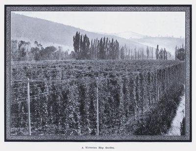 Wiktoriański ogród chmielowy (zdjęcie b/w) autorstwa Photographer Australian