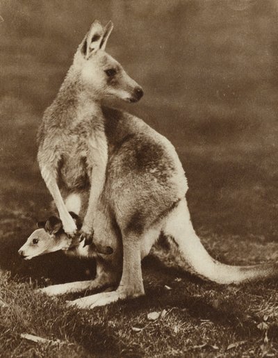 Mały kangur wyglądający z torby matki, Australia (zdjęcie czarno-białe) autorstwa Photographer Australian