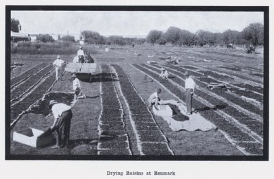 Suszenie rodzynek w Renmark (zdjęcie czarno-białe) autorstwa Photographer Australian