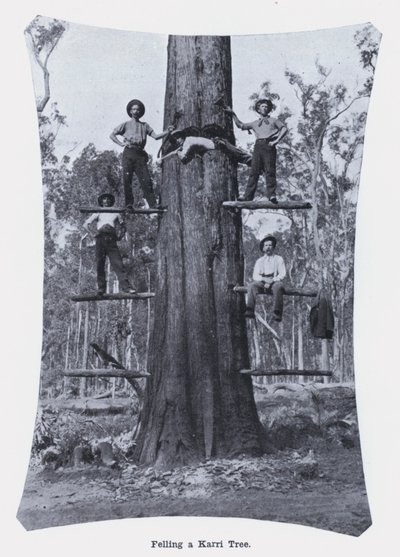Ścinanie drzewa Karri (zdjęcie czarno-białe) autorstwa Photographer Australian