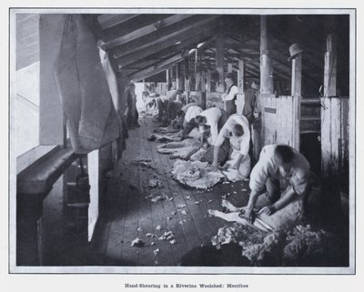 Ręczne strzyżenie w Riverina Woolshed, Merribee (zdjęcie czarno-białe) autorstwa Photographer Australian