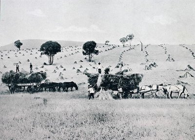Harvesting, Nowa Południowa Walia, ok. 1900, z „Pod Krzyżem Południa – Przebłyski Australii”, wydane przez Department of External Affairs, Melbourne autorstwa Photographer Australian