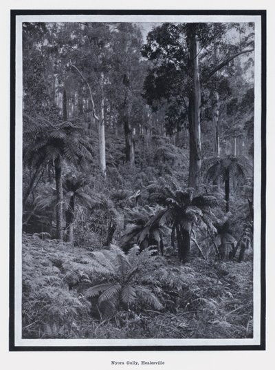 Nyora Gully, Healesville (czarno-białe zdjęcie) autorstwa Photographer Australian