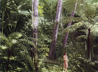 Queensland, Australia: Tropikalna dżungla (zdjęcie) autorstwa Photographer Australian