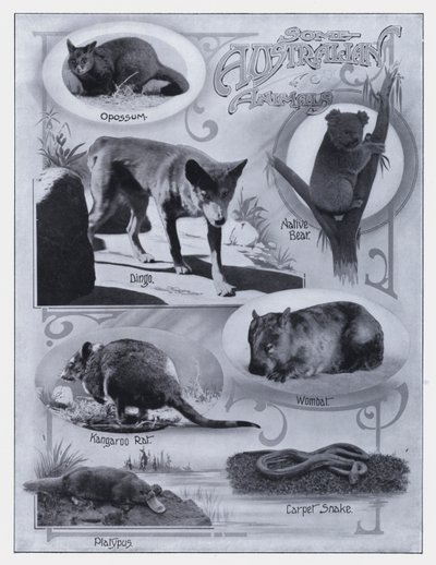 Niektóre australijskie zwierzęta (zdjęcie czarno-białe) autorstwa Photographer Australian
