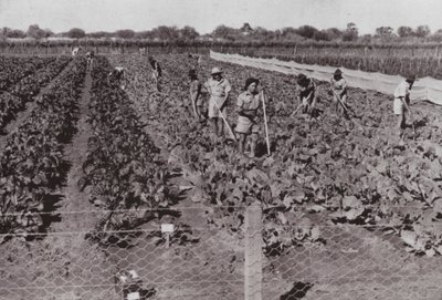 Warzywa uprawiane w pobliżu Transkontynentalnej Drogi w tzw. Pustyni Kraju, nawadniane Bore Water (zdjęcie czarno-białe) autorstwa Photographer Australian