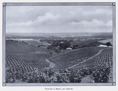 Winnice w Magill, niedaleko Adelaide (zdjęcie czarno-białe) autorstwa Photographer Australian