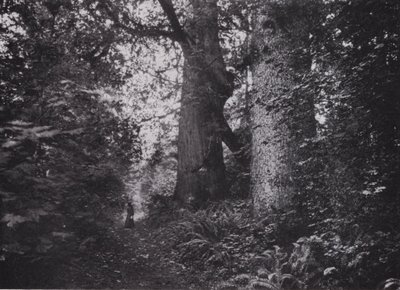 Forest Giants, Stanley Park, Vancouver (czarno-białe zdjęcie) autorstwa Photographer Canadian