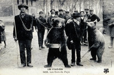 Pokazy niedźwiedzi w Pirenejach, ok. 1900 r. (zdjęcie czarno-białe) autorstwa Photographer French