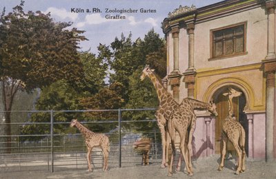 Zoo w Kolonii, żyrafy (zdjęcie) autorstwa Photographer German