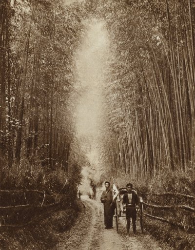 Gaj bambusowy, Japonia (zdjęcie czarno-białe) autorstwa Photographer Japanese