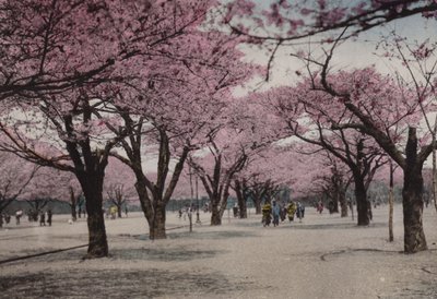 Japonia, ok. 1912: Kwiat Wiśni w parku Uyeno, Tokio (zdjęcie) autorstwa Photographer Japanese