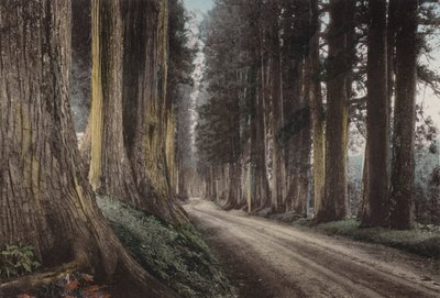 Japonia, ok. 1912: Cryptomeria Road, Nikko (zdjęcie) autorstwa Photographer Japanese