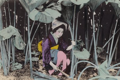 Japonia, ok. 1912: Ogromny rabarbar bagienny, dzika roślina, Akita (zdjęcie) autorstwa Photographer Japanese
